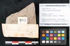 Foto (Objekt + Etikett) von Quercus palaeoilex Ettingshausen (NHMW-GEO-2024-0188-7972)